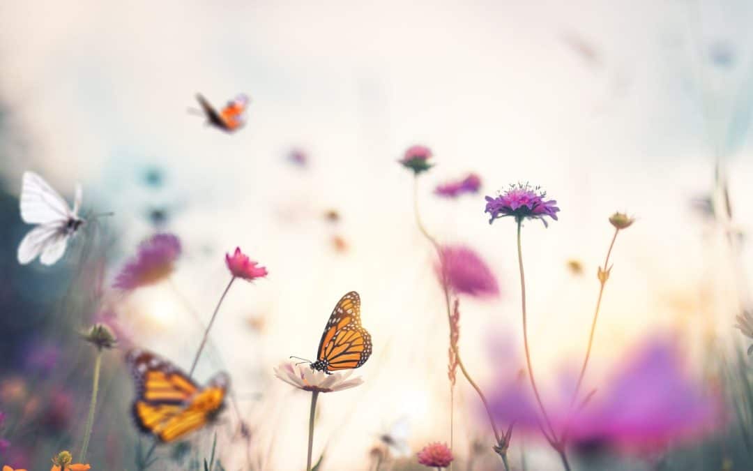 Butterflies